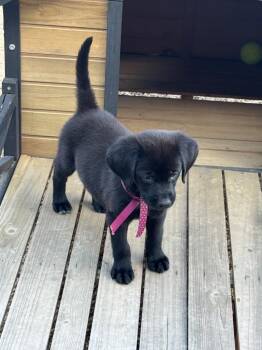 Caroline -  Black Labrador Retriever Dog for Adoption in Phoenix, Arizona - Caroline | PetCurious