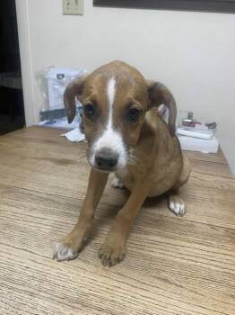 Rescue Mountain Cur and Catahoula Leopard Dog Dogs for Adoption in Uxbridge, Massachusetts - Birch | PetCurious