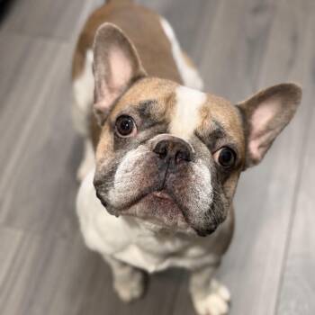 Tito -  French Bulldog Dog for Adoption in Las Vegas, Nevada - Tito | PetCurious