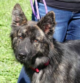 Colonel -  Shepherd and Dutch Shepherd Dog for Adoption in Millfield, Ohio - Colonel | PetCurious