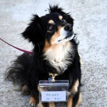 Dachshund Dogs Available for Adoption in San Diego, California - Mikey | PetCurious