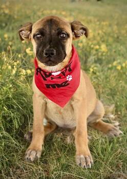Blondie -  Shepherd and Mastiff Dog for Adoption in Kingman, Arizona - Blondie | PetCurious