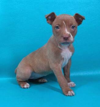 Zara -  Boston Terrier and Pit Bull Terrier Dog for Adoption in Morton Grove, Illinois - Zara | PetCurious