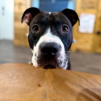 Harlen Franny Hocus Pocus Magic -  Pit Bull Terrier and Boxer Dog for Adoption in Friendswood, Texas - Harlen Franny Hocus Pocus Magic | PetCurious