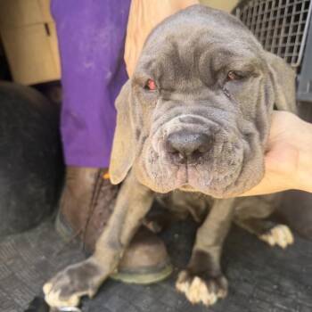 Post-It -  Neapolitan Mastiff Dog for Adoption in Northbrook, Illinois - Post-It | PetCurious