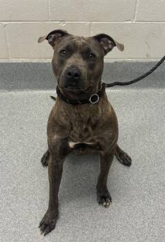 MALONE -  American Staffordshire Terrier and Mixed Breed Dog for Adoption in Indianapolis, Indiana - MALONE | PetCurious