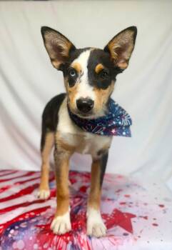 Burberry -  Shepherd and Australian Cattle Dog Blue Heeler Dog for Adoption in New Stanton, Pennsylvania - Burberry | PetCurious