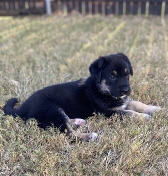Rescue German Shepherd Dog and Mixed Breed Dogs for Adoption in Fort Worth, Texas - Henry | PetCurious