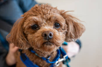Rescue Shih Tzu and Poodle Dogs for Adoption in Mundelein, Illinois - Copper | PetCurious