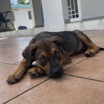 Gigi - The Greatest Gal -  Labrador Retriever and Shepherd Dog for Adoption in Carolina, Carolina - Gigi - The Greatest Gal | PetCurious