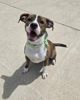 Boxer and Pit Bull Terrier Dogs Available for Adoption in Bucyrus, Ohio - Brandy | PetCurious