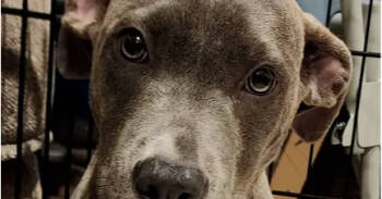 Rescue Mixed Breed Dogs for Adoption in Wyoming, Michigan - Grey | PetCurious