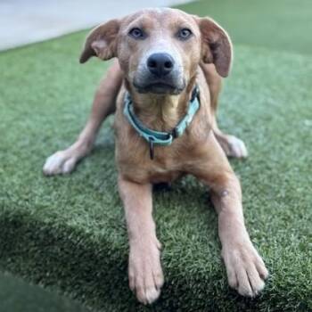 Jewel -  Mixed Breed Dog for Adoption in Hackensack, Minnesota - Jewel | PetCurious