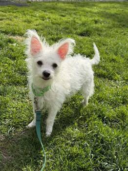 Maltese and Chihuahua Dogs Available for Adoption in Plymouth, Connecticut - MARSHA Brady Bunch | PetCurious