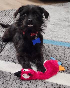 Scottish Terrier Dogs Available for Adoption - Jamo | PetCurious