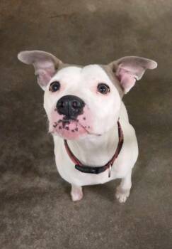 Rescue Mixed Breed Dogs for Adoption in Huntsville, Alabama - Piper | PetCurious