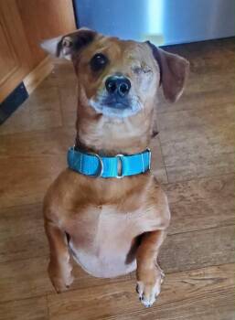 Dachshund Dogs Available for Adoption in Gorham, Maine - Waylon Jennings | PetCurious