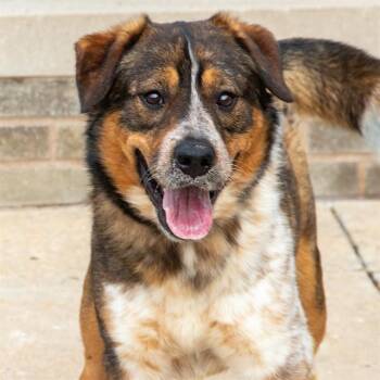 SAM -  Australian Shepherd and Mixed Breed Dog Available for Adoption in St. Louis, Missouri - SAM | PetCurious