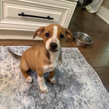 Rip -  Beagle and Australian Shepherd Dog for Adoption in Watertown, Connecticut - Rip | PetCurious