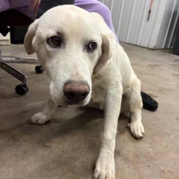 Great Pyrenees and Mixed Breed Dogs Available for Adoption in Corbin, Kentucky - Mazda | PetCurious