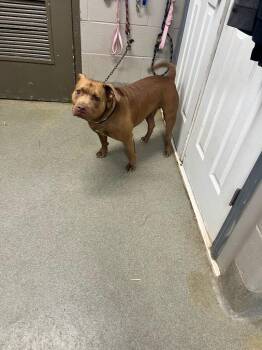 Nairobi -  Pit Bull Terrier Dog for Adoption in Hopkinsville, Kentucky - Nairobi | PetCurious
