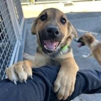 Shepherd and Husky Dogs Available for Adoption - Latte  | PetCurious