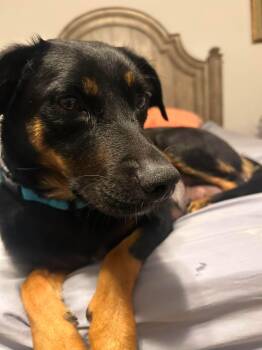 June -  Shepherd and Black And Tan Coonhound Dog for Adoption in Boston, Massachusetts - June | PetCurious