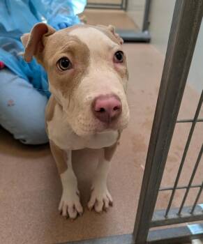 Sundae -  Pit Bull Terrier Dog for Adoption in Santa Rosa, California - Sundae | PetCurious