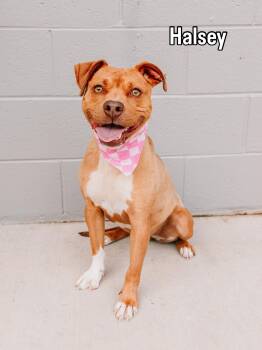 Halsey -  Terrier Dog for Adoption in Lancaster, South Carolina - Halsey | PetCurious