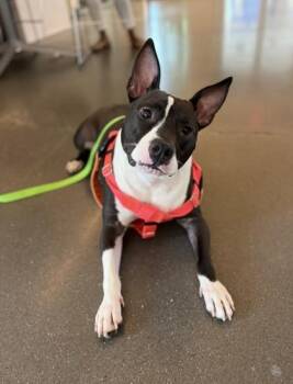 Iris (PetSmart S Claiborne) -  Mixed Breed Dog for Adoption in New Orleans, Louisiana - Iris (PetSmart S Claiborne) | PetCurious