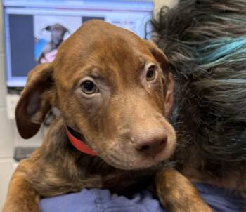 Dionysus -  Plott Hound Dog for Adoption in Golden, Colorado - Dionysus | PetCurious