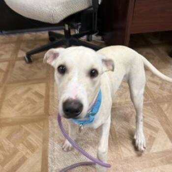 Rosie -  Pit Bull Terrier Dog for Adoption in Worcester, Massachusetts - Rosie | PetCurious