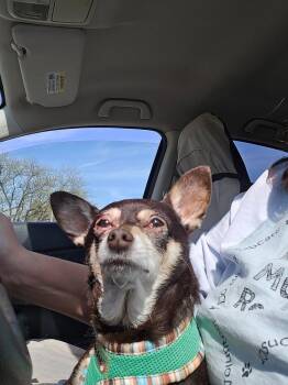 Chihuahua Dogs Available for Adoption in Pottstown, Pennsylvania - Liljah | PetCurious