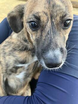AVA -  Mixed Breed Dog for Adoption in Dallas, Texas - AVA | PetCurious