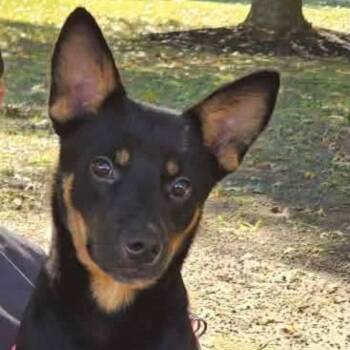 Jemma -  Shepherd Dog for Adoption in Fort Payne, Alabama - Jemma | PetCurious