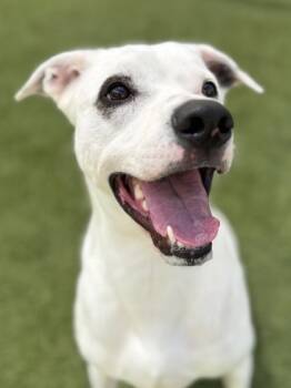 Rescue Mixed Breed Dogs for Adoption in Fort Worth, Texas - Rocky Jenson | PetCurious