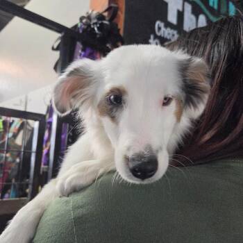 Sky -  Australian Shepherd and Mixed Breed Dog for Adoption in Tacoma, Washington - Sky | PetCurious