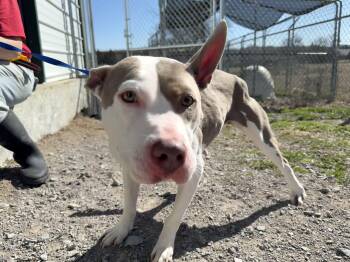 Pit Bull Terrier Dogs Available for Adoption - Rayna | PetCurious