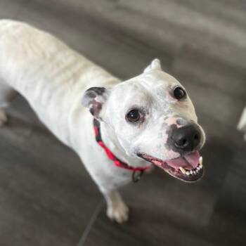 Jack Russell Terrier and Mixed Breed Dogs Available for Adoption in Rochester, Minnesota - Molly | PetCurious