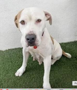 Rescue Mixed Breed Dogs for Adoption in Los Angeles, California - Ruthie | PetCurious
