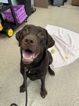 Rescue Labrador Retriever and Mixed Breed Dogs for Adoption in Fishers, Indiana - Willard | PetCurious