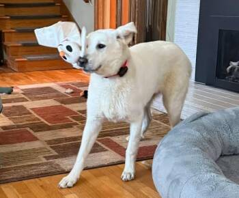 Akbash Dogs Available for Adoption in Eugene, Oregon - Lily | PetCurious