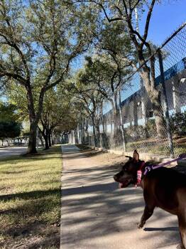 Rescue Pit Bull Terrier and American Staffordshire Terrier Dogs for Adoption in Port St. Joe, Florida - Chloe | PetCurious