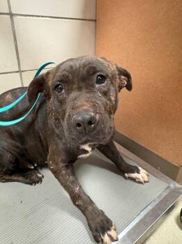Mixed Breed Dogs Available for Adoption in Bossier City, Louisiana - Runt | PetCurious
