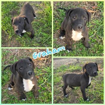Beagle and Black Labrador Retriever Dogs Available for Adoption - Graham | PetCurious
