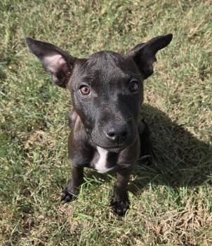 Foona Lagoona Baboona -  Pit Bull Terrier and American Bully Dog for Adoption in Graham, Texas - Foona Lagoona Baboona | PetCurious