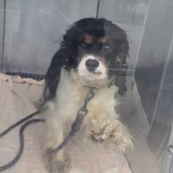Cambria -  Cocker Spaniel and Mixed Breed Dog for Adoption in Bristol, Indiana - Cambria | PetCurious