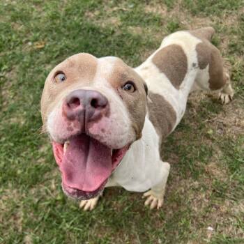 Rescue Mixed Breed Dogs for Adoption in Savannah, Georgia - Cashew Milk | PetCurious