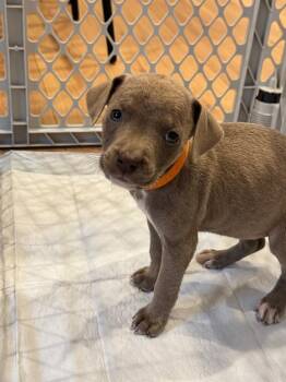 Pit Bull Terrier Dogs Available for Adoption in Little Rock, Arkansas - Rosemary | PetCurious