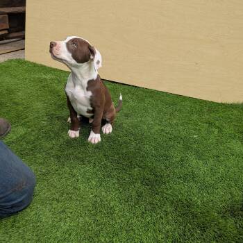 Taz -  Pit Bull Terrier and Bull Terrier Dog for Adoption in Kirkland, Washington - Taz | PetCurious